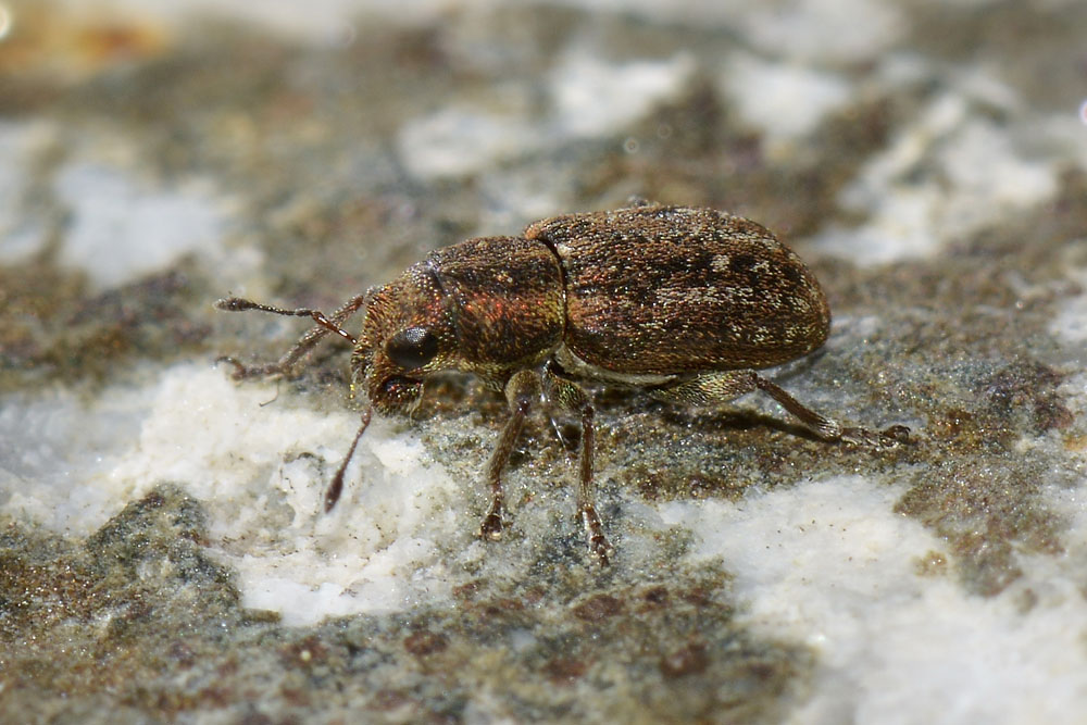 Sitona sulcifrons ssp. argutulus - Curculionidae